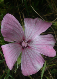 Annual Mallow