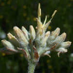 Carolina Redroot Carolina Redroot