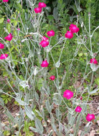 Rose Campion