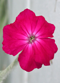 Rose Campion