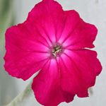 Rose Campion