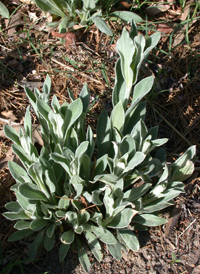 Rose Campion