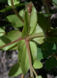 Long-stalked False-pimpernel