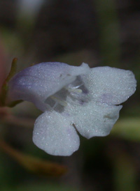 Long-stalked False-pimpernel