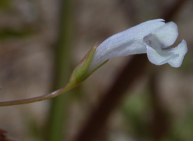 Long-stalked False-pimpernel