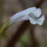 Long-stalked False-pimpernel Long-stalked False-pimpernel