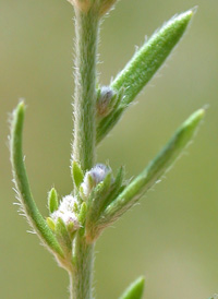 Beach Pinweed