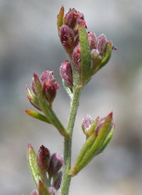 Beach Pinweed