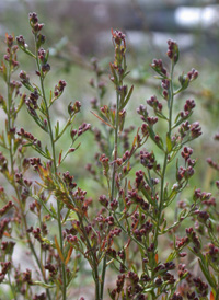 Beach Pinweed