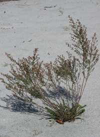 Beach Pinweed