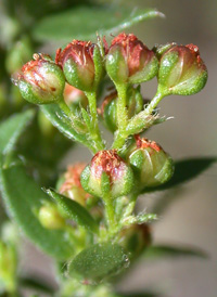 Hairy Pinweed