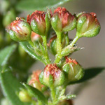 Hairy Pinweed