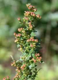 Hairy Pinweed