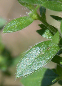 Hairy Pinweed