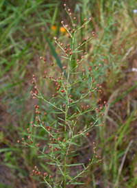 Leggett's Pinweed