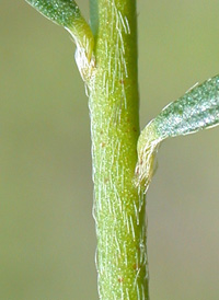 Leggett's Pinweed