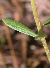 Leggett's Pinweed