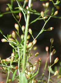 Leggett's Pinweed