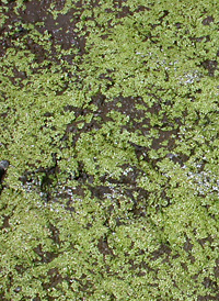 Common Duckweed