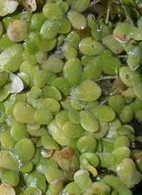 Common Duckweed