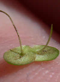 Common Duckweed