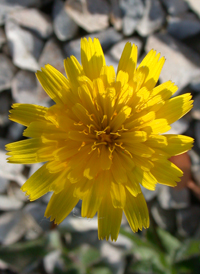 Lesser Hawkbit