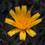 Lesser Hawkbit