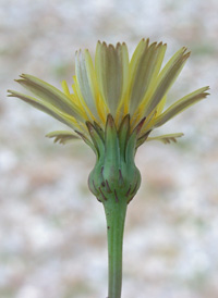 Lesser Hawkbit