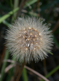 Lesser Hawkbit