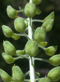 Field Pepperwort