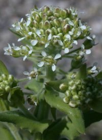 Field Pepperwort