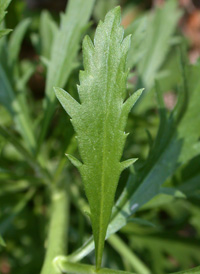 Common Pepperwort