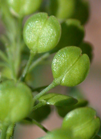 Common Pepperwort