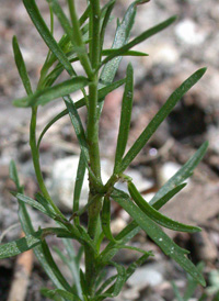 Narrow-leaved Pepperwort