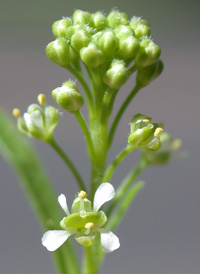 Narrow-leaved Pepperwort