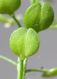 Narrow-leaved Pepperwort