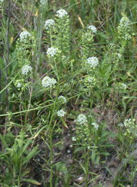 Virginia Pepperwort