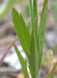 Virginia Pepperwort