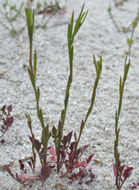 Virginia Pepperwort