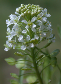 Virginia Pepperwort