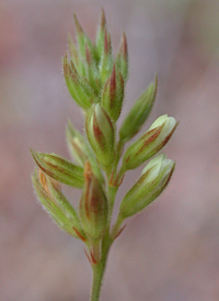 Narrow-leaved Bush-clover