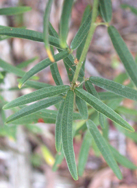 Narrow-leaved Bush-clover