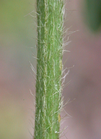 Narrow-leaved Bush-clover