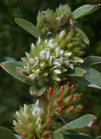 Round-headed Bush-clover