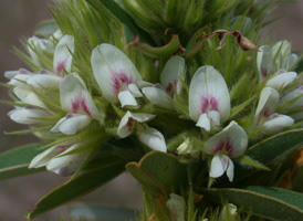 Round-headed Bush-clover