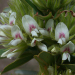 Round-headed Bush-clover Round-headed Bush-clover