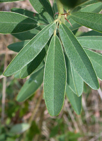 Round-headed Bush-clover