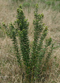 Round-headed Bush-clover