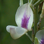 Silky Bush-clover Silky Bush-clover