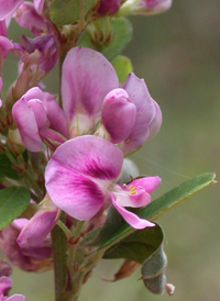 Wand-like Bush-clover